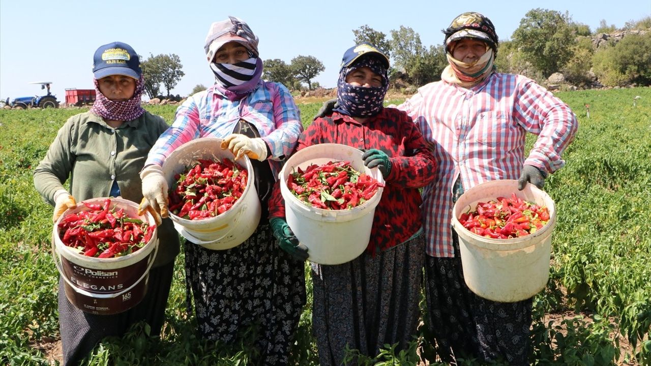 Kilis'te Kırmızı Biber Hasadı Başladı