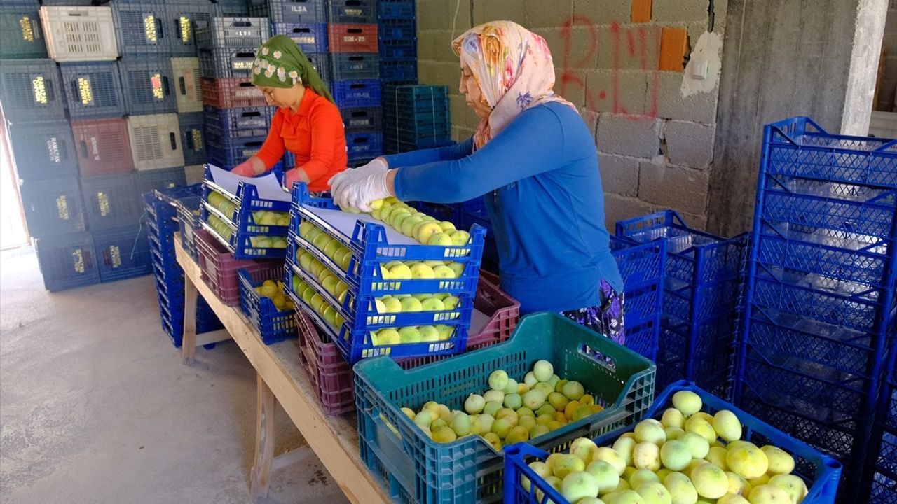 Mersin'de Beyaz İncir Hasadı Devam Ediyor