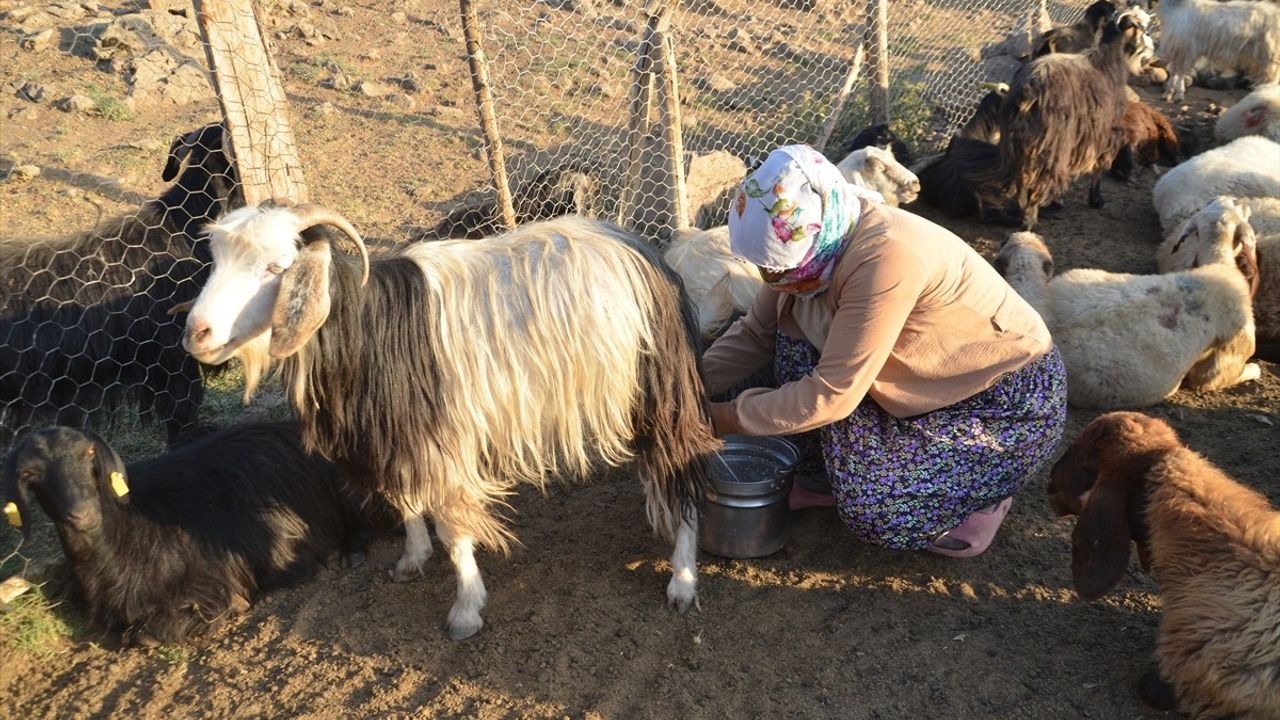 Muş'ta Berivanların Yayla Yolculuğu