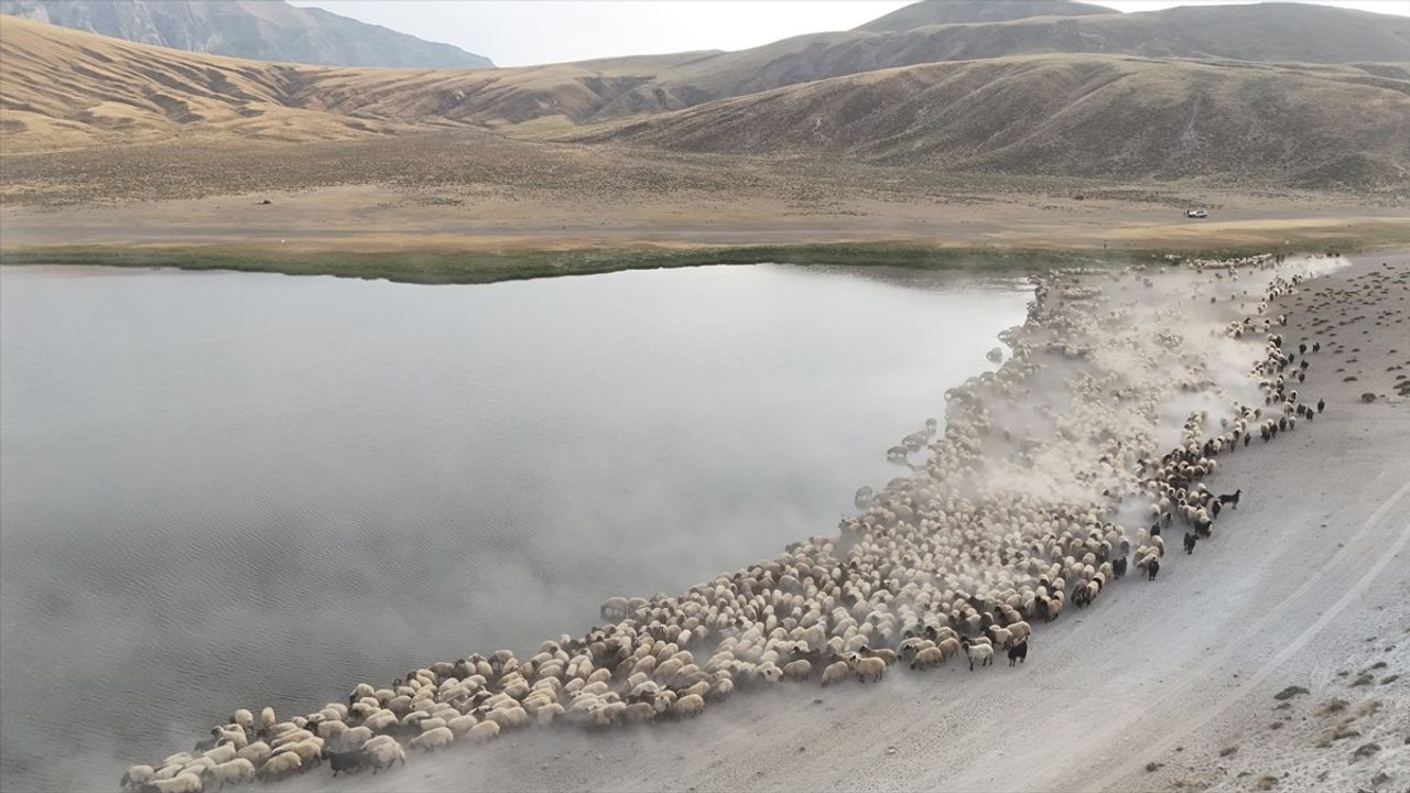 Nemrut Dağı'nda Küçükbaş Hayvanlar Serinliyor