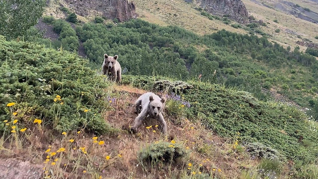 Nemrut Kalderası'nda Bozayı Tehlikesi: Ziyaretçilere Uyarı