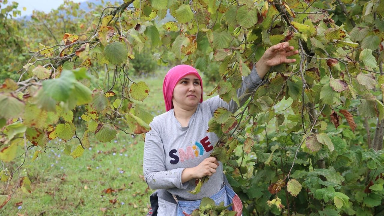 Ordu'da Fındık Hasadı Başladı