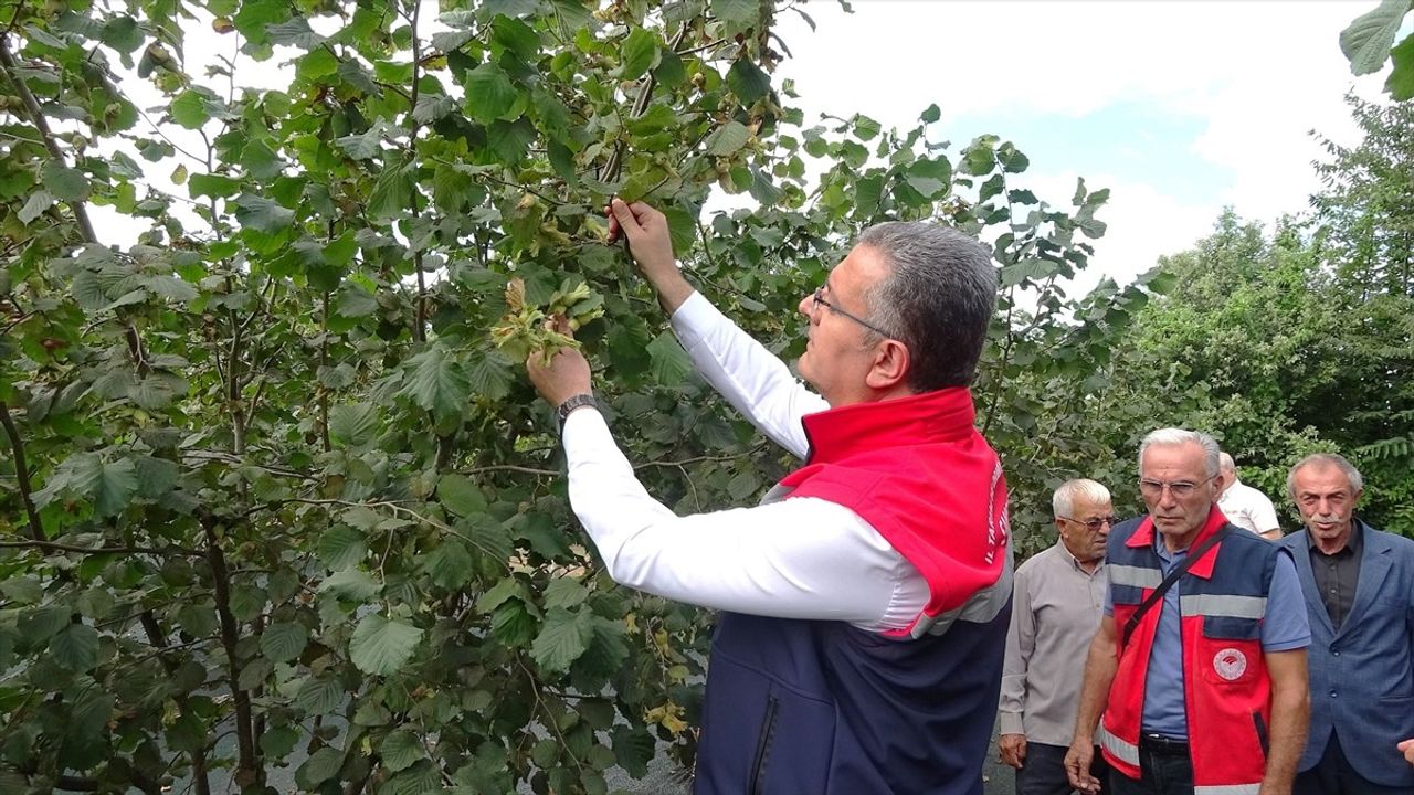 Samsun'da Düşük Fındık Rekoltesi Beklentisi