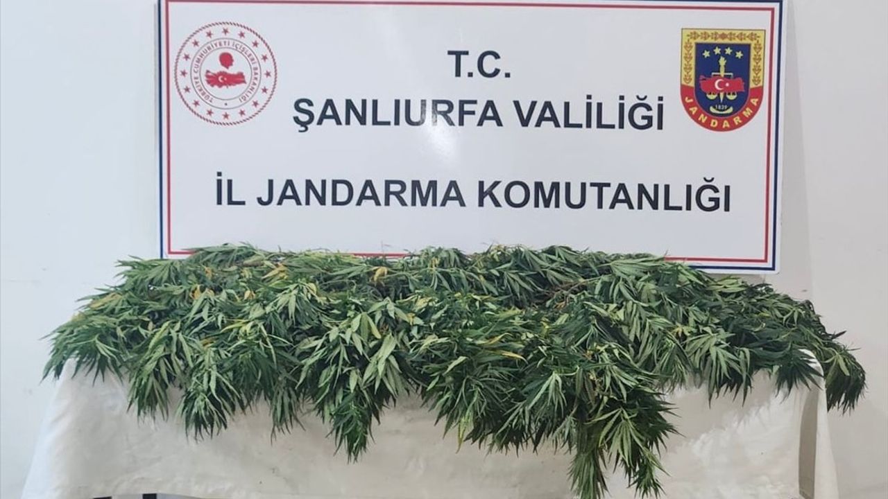 Şanlıurfa'da Uyuşturucu Operasyonu: 2 Şüpheli Yakalandı