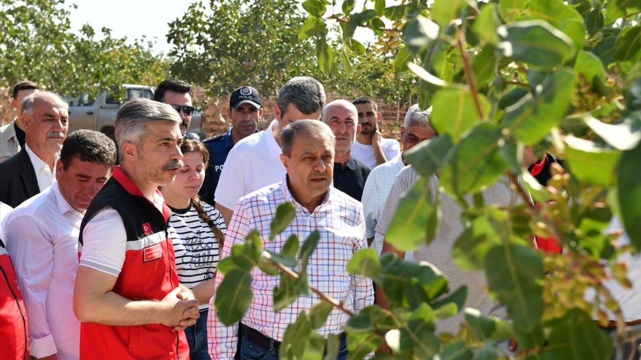 Şanlıurfa Valisi Fıstık Hasadında