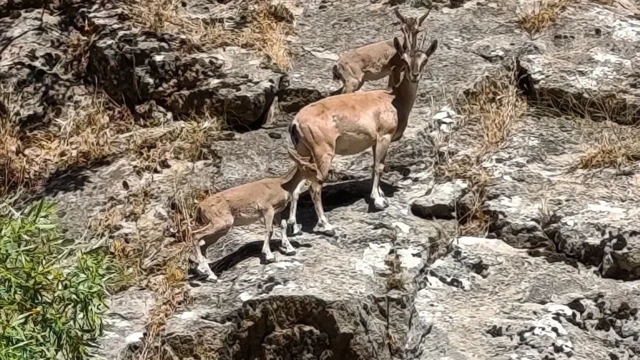 Siirt'te Dağ Keçileri Fark Edildi