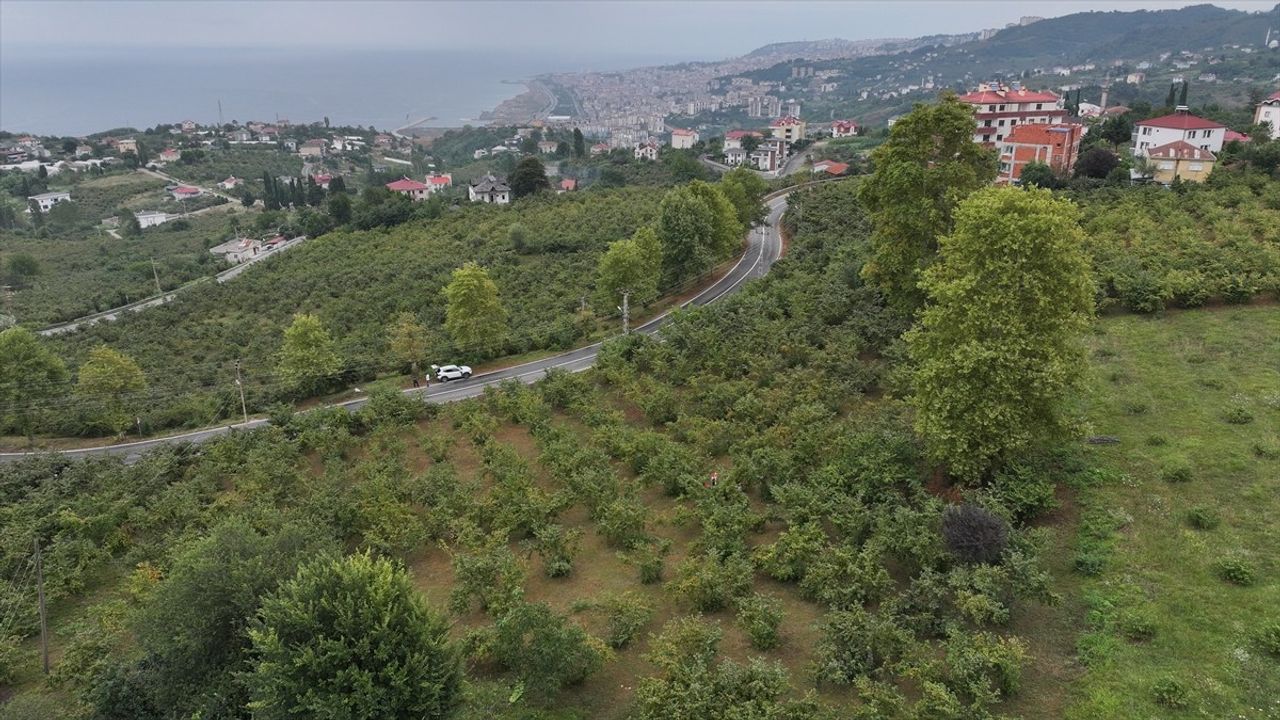 Trabzon'da Kahverengi Kokarca ile Mücadele: 65 Bin Hektar Alan Koruma Altında