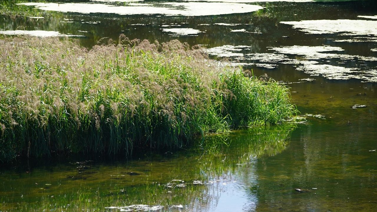 Tunca Nehri'nde Kuraklık Nedenli Su Seviyesi Düşüşü