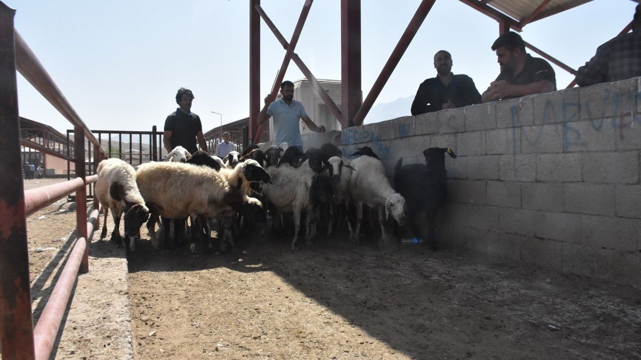 Van Hayvan Pazarı Yeniden Açıldı