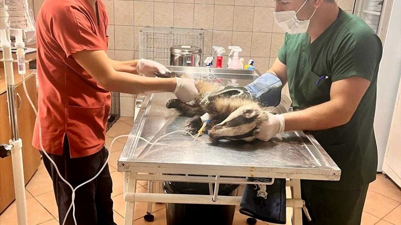 Antalya'da Porsuk Koruma Altında