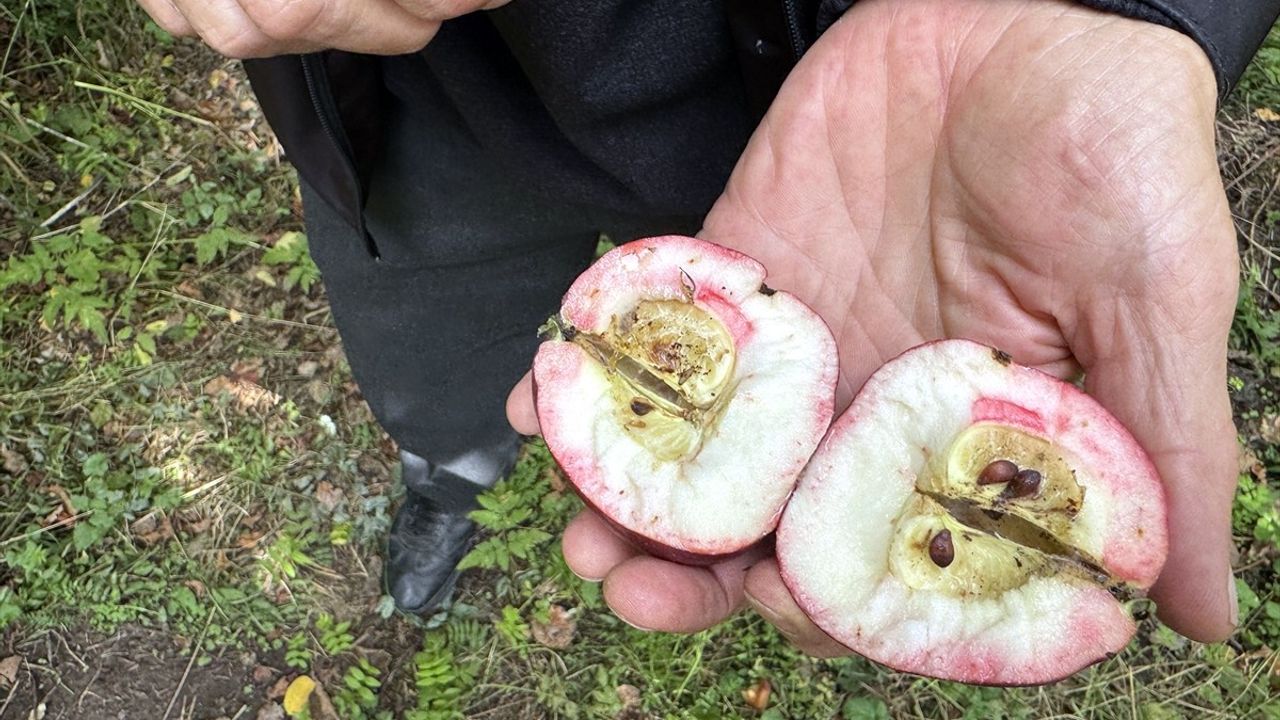 Ardahan'da Kırmızı İçiyle Tescilli Elmanın Hasadı Başladı