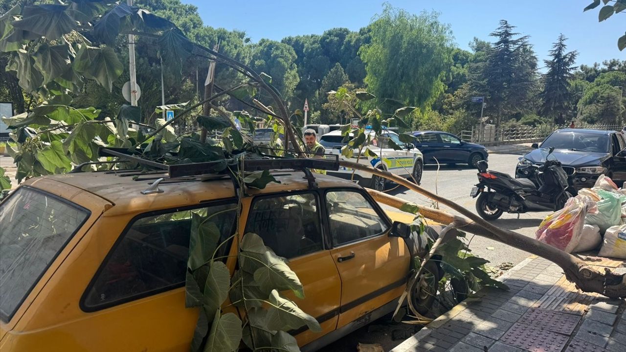 Aydın'da Ağaç Dalı Otomobile Düştü