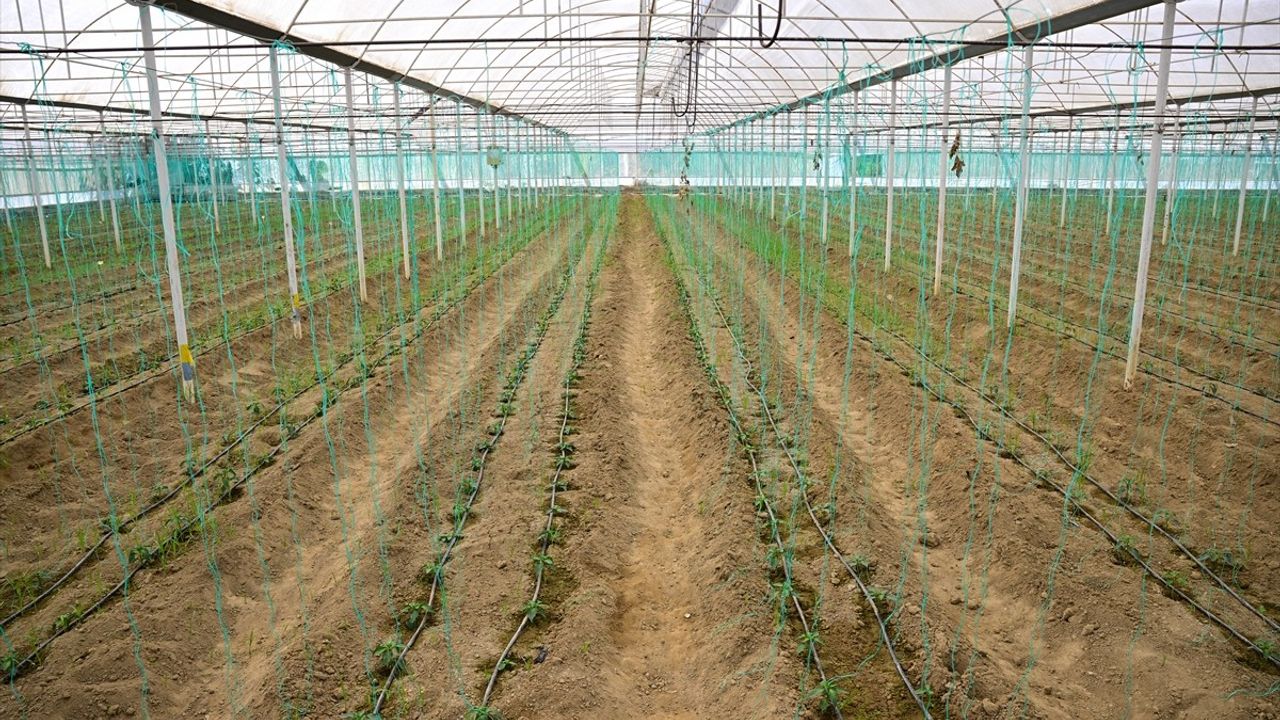 Batı Akdeniz'de Hububat İhracatında Rekor Artış
