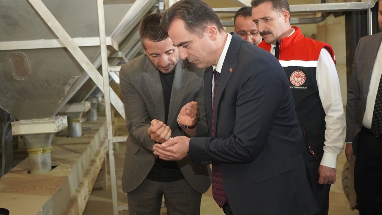 Bitlis'te Kuru Fasulye Hasadı Başladı