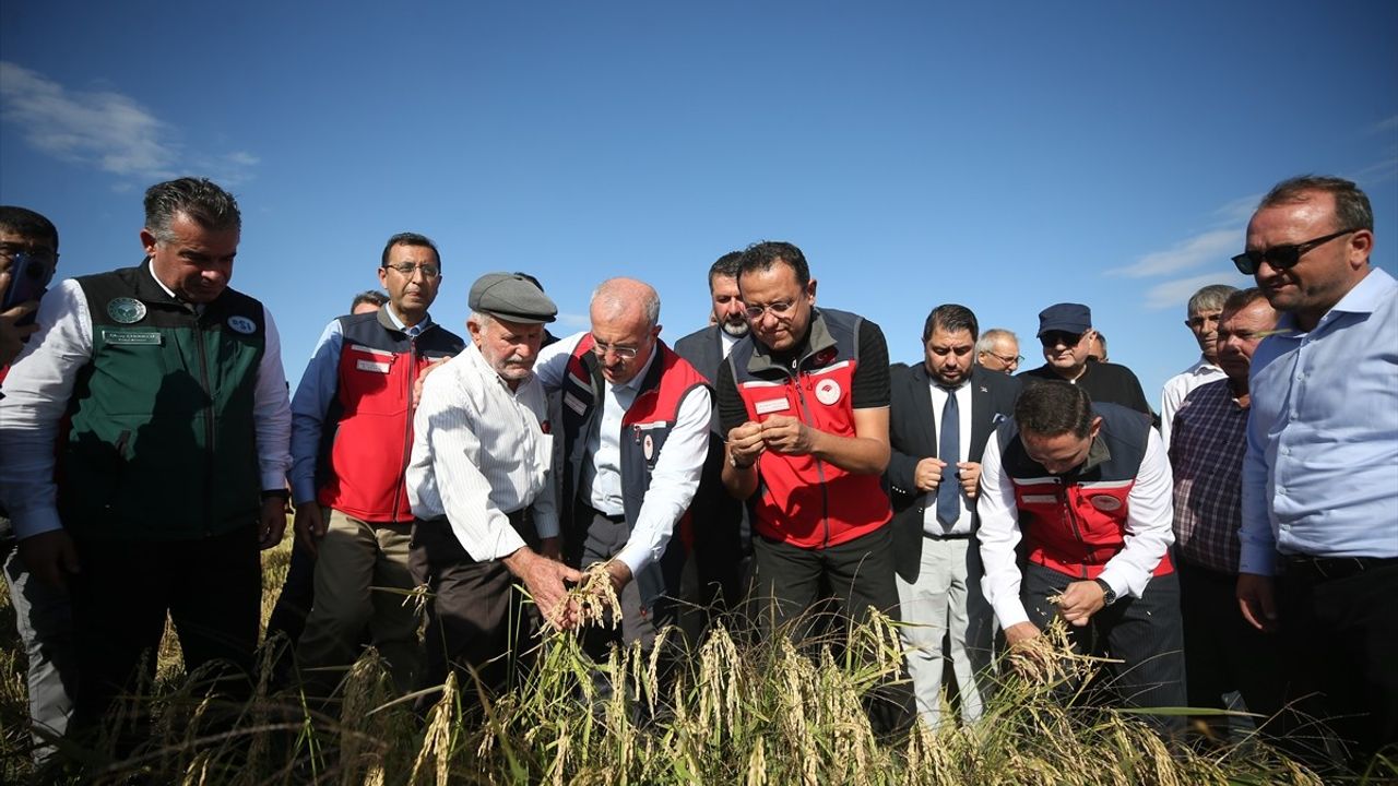 Çanakkale'de Çeltik Hasadı Tarla Günü Etkinliği Gerçekleşti