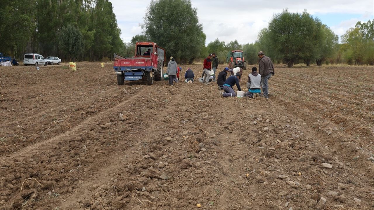 Çankırı'da Patates Hasadı Başladı