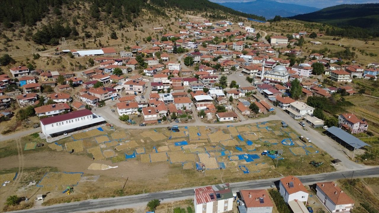 Demirci'nin Doğal Kuru Fasulyesine Artan İlgi