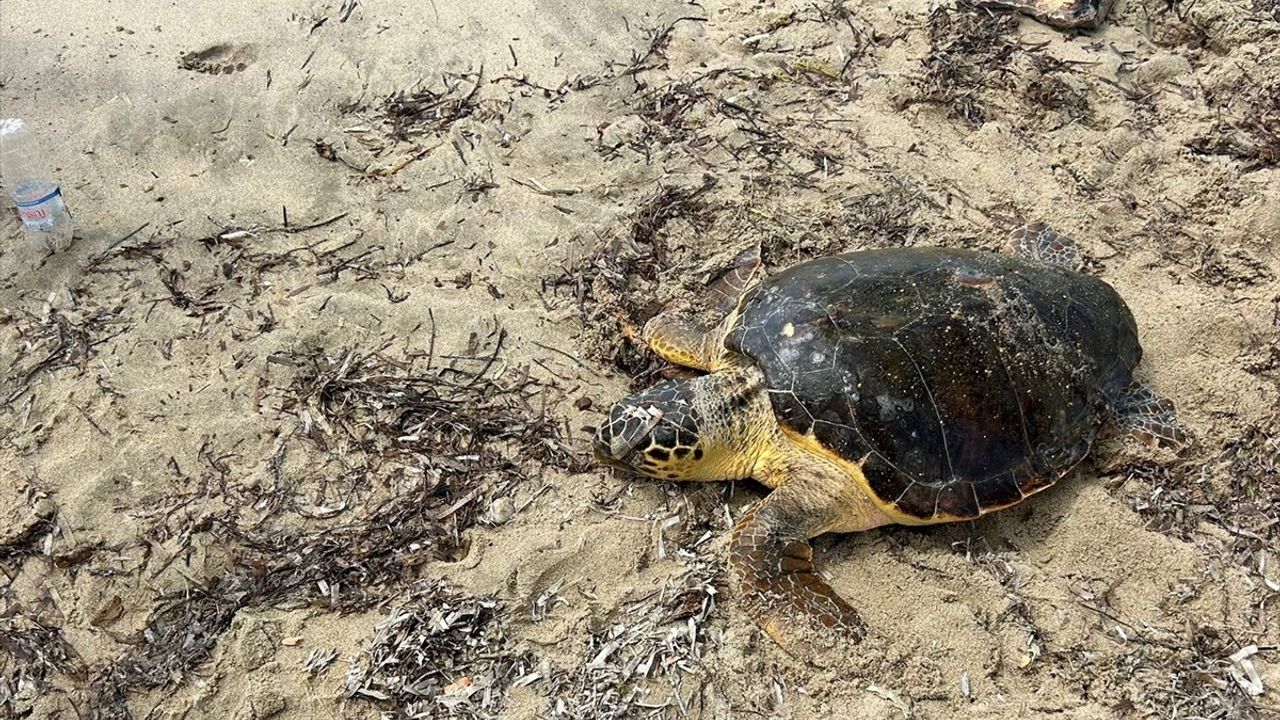 Edirne'de Yaralı Caretta Caretta Kurtarıldı
