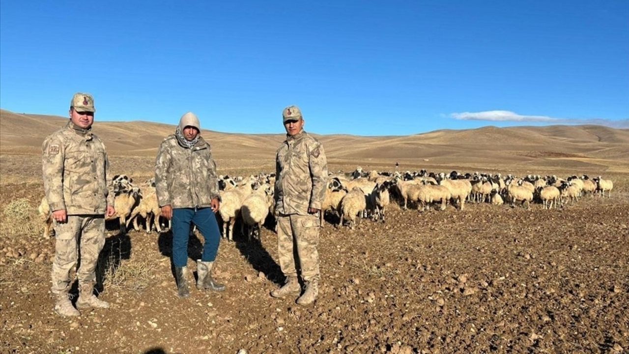 Erzincan'da Kaybolan 300 Koyun İHA ile Bulundu