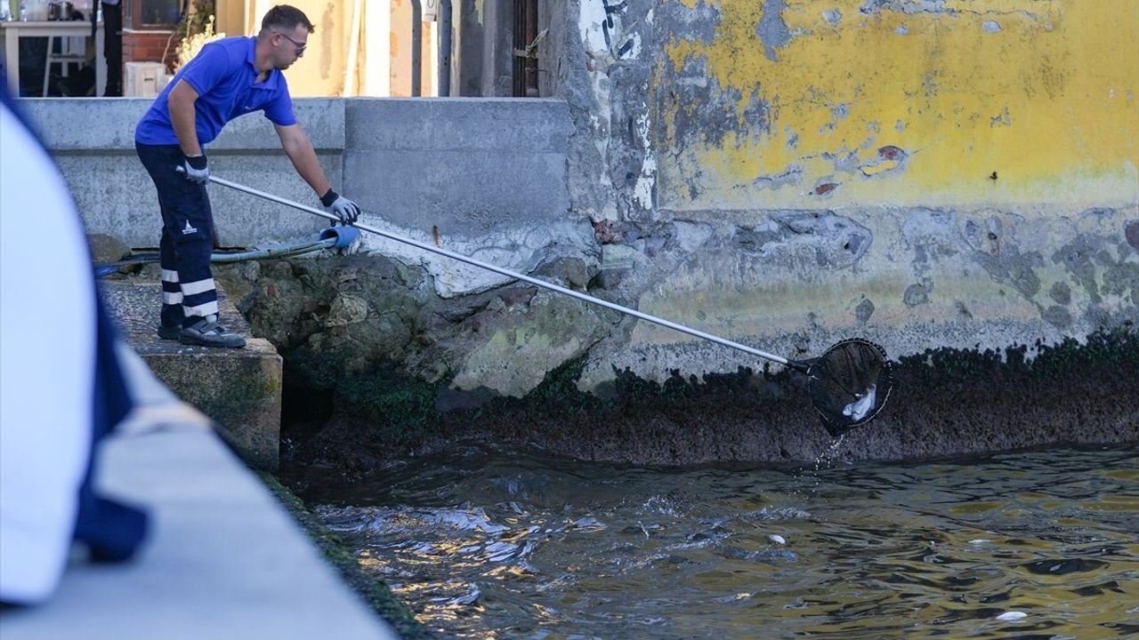 İzmir Körfezi'nde Balık Ölümleri Devam Ediyor