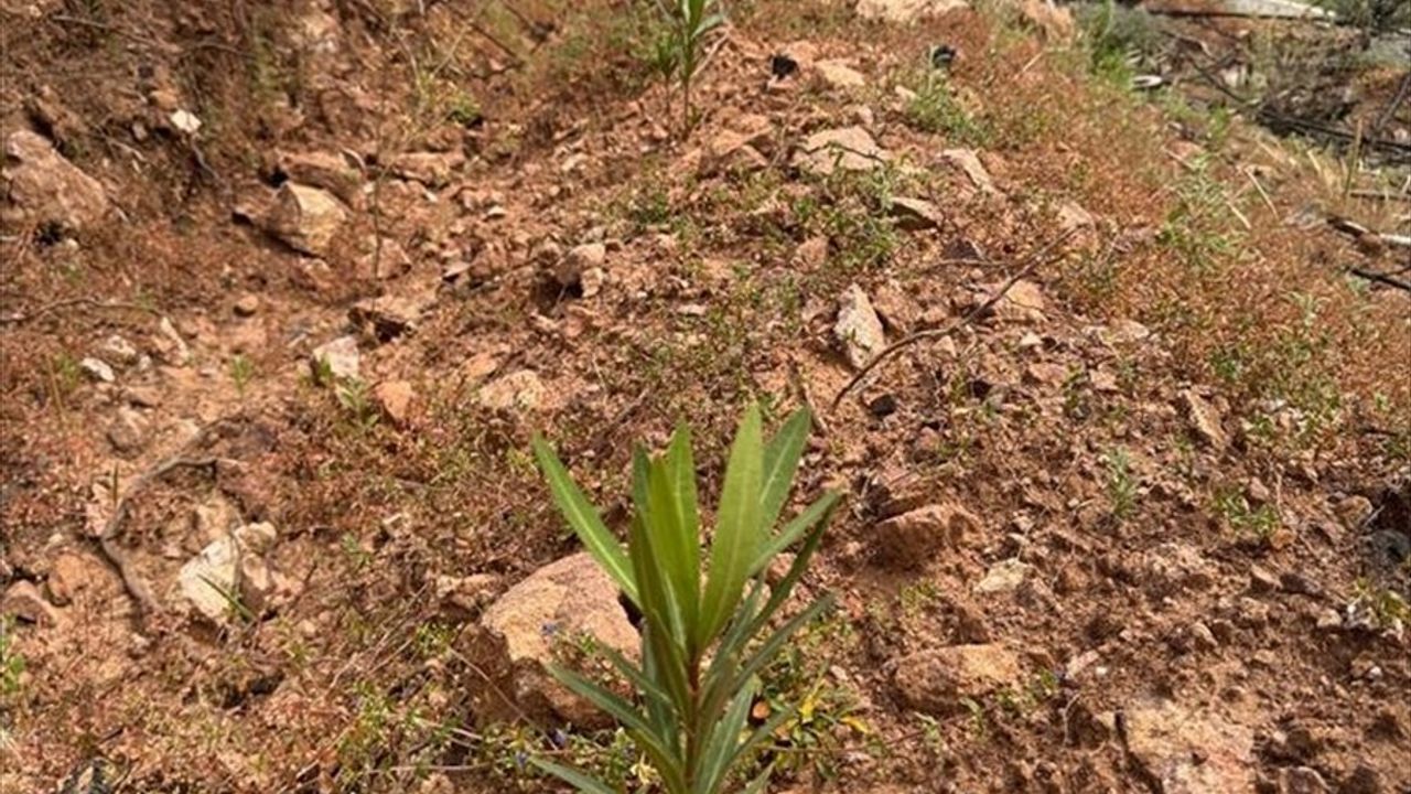 İzmir Yamanlar'da Yangın Mağduru Ormanlar İçin Ağaçlandırma Çalışmaları Devam Ediyor