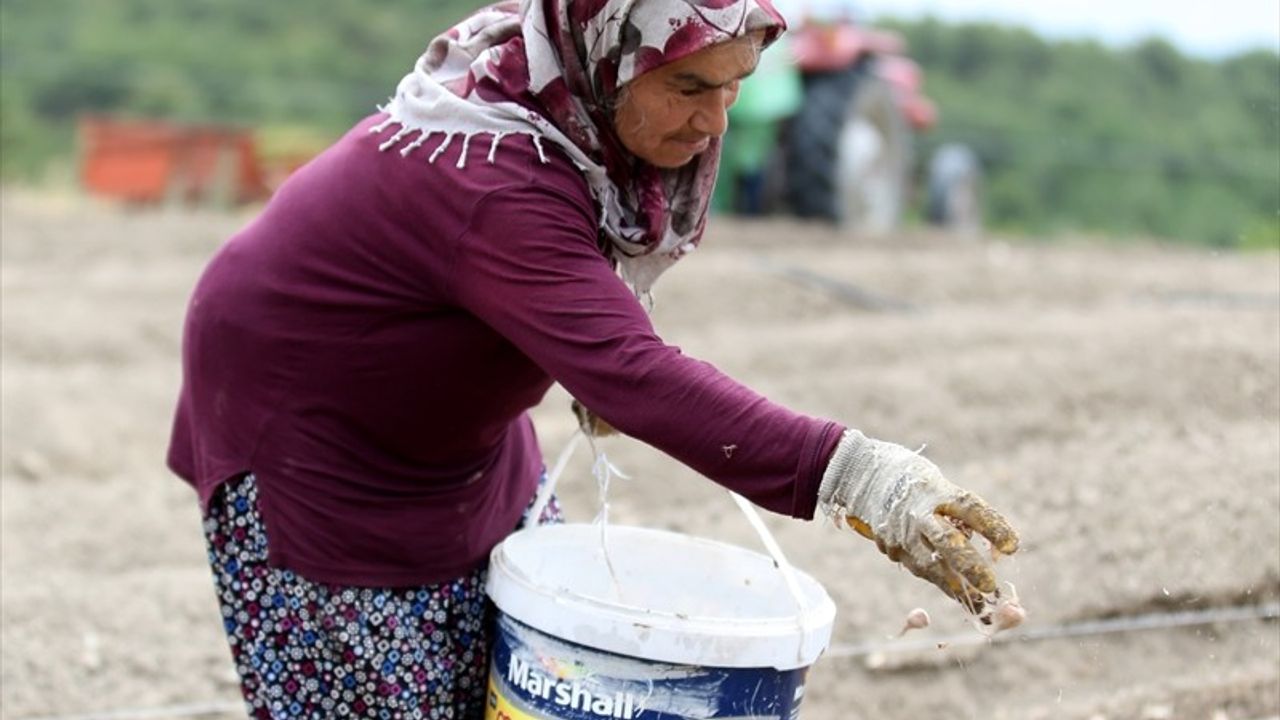 Karabük'te Safran Ekimi Devam Ediyor