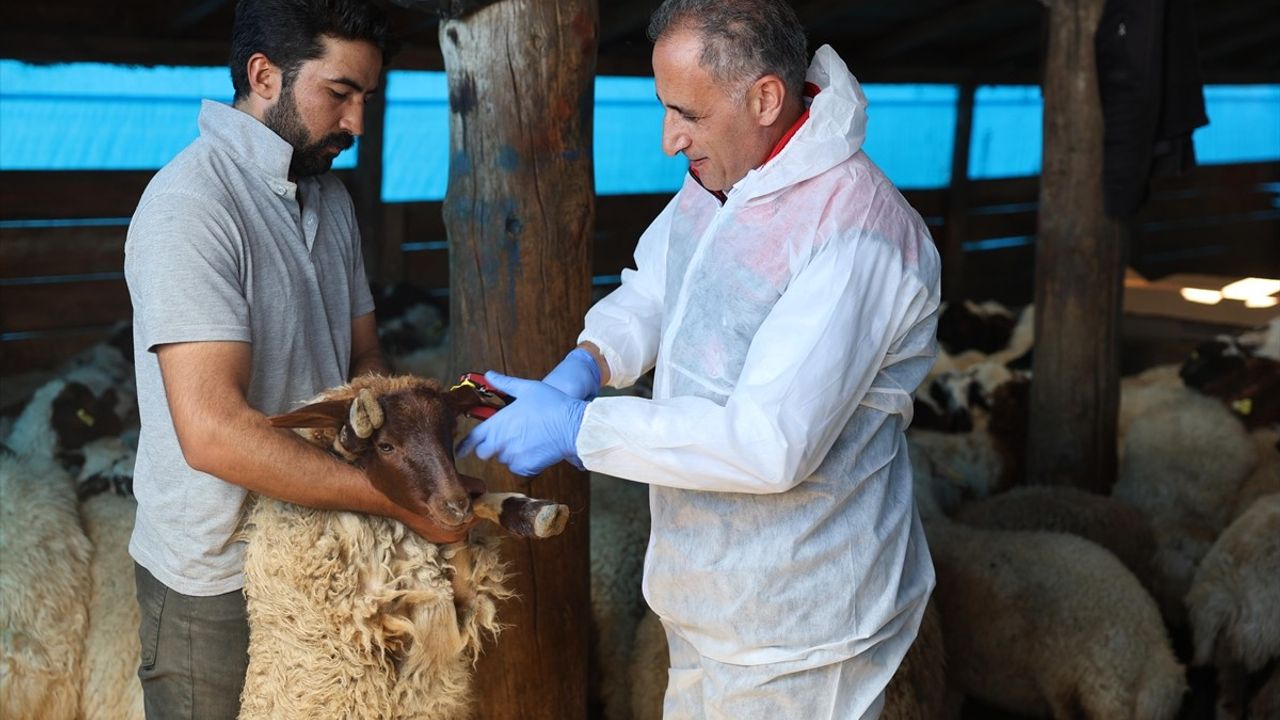 Kars'ta Küçükbaş Hayvanlar Aşılanıyor
