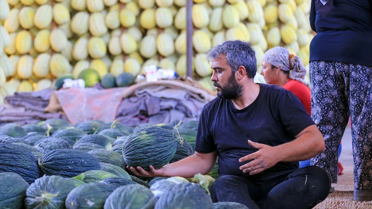 Kırkağaç Kavununda Hasat Zamanı