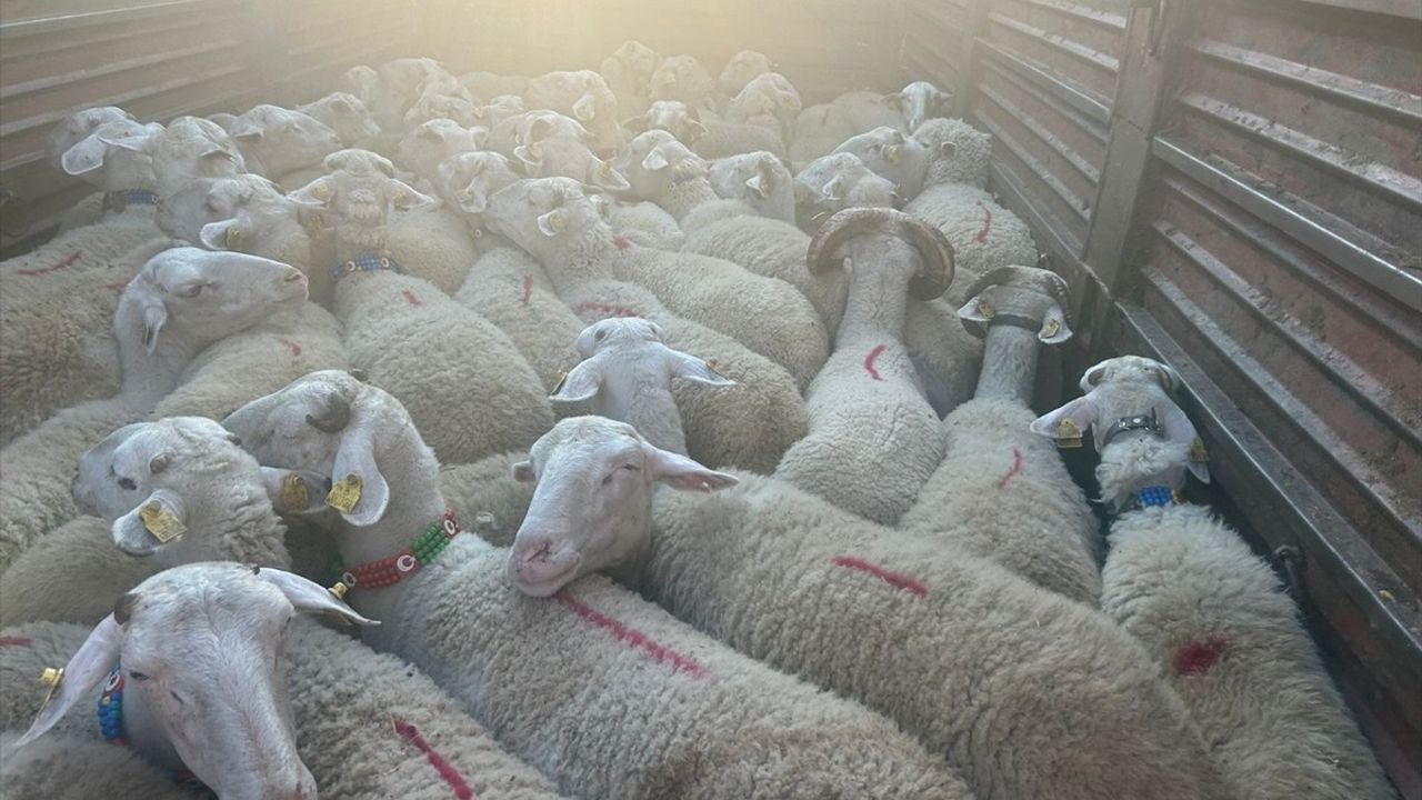 Kırklareli'nde Kaçak Küçükbaş Hayvan Getiren Kişiye Ceza