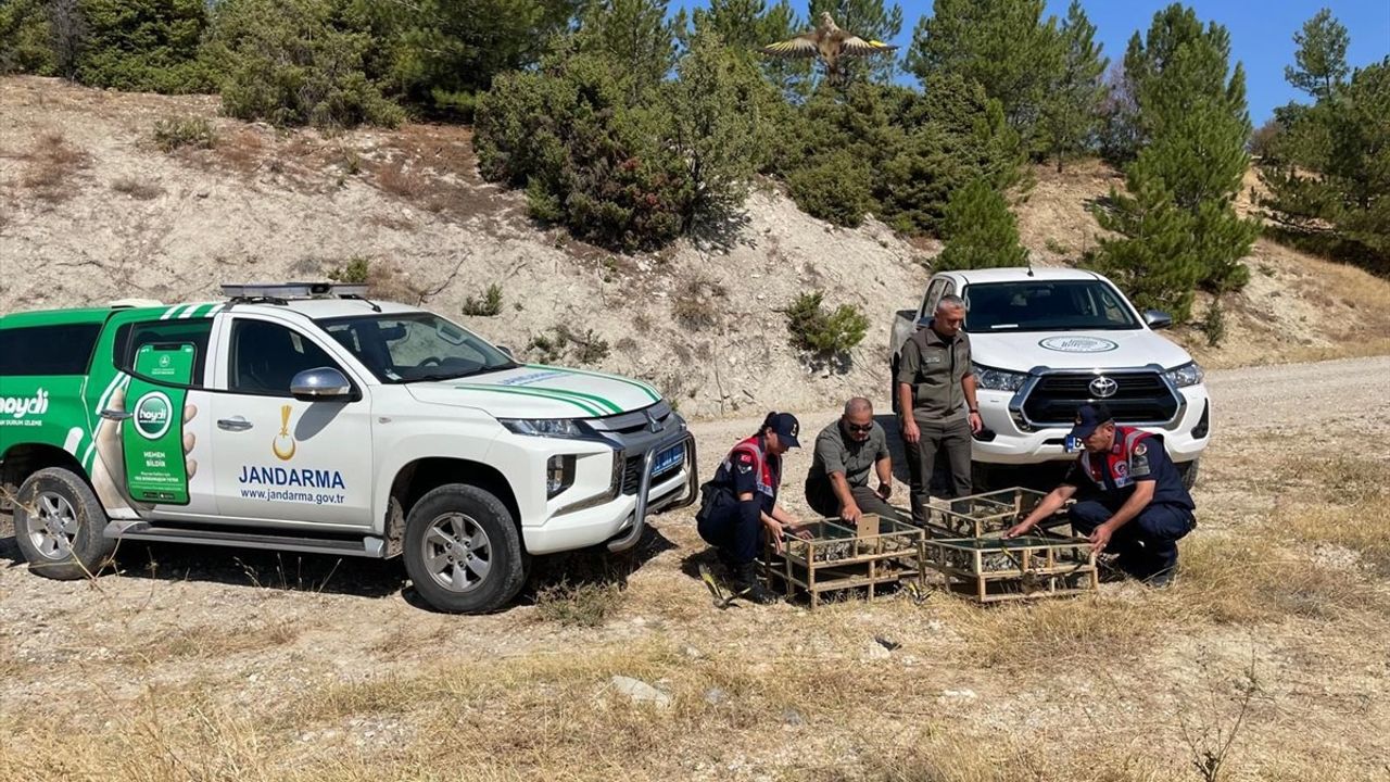 Kütahya'da 142 Saka Kuşu Doğaya Yeniden Kazandırıldı