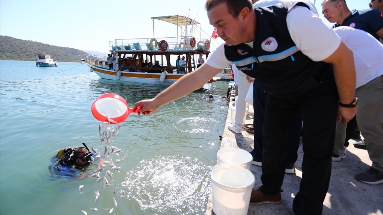 Muğla'da 160 Bin Balık Yavrusu Denize Bırakıldı