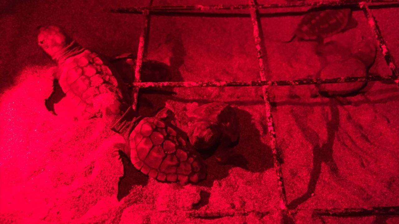 Muğla'da Engelli Kaplumbağa Yavruları Denizle Buluştu