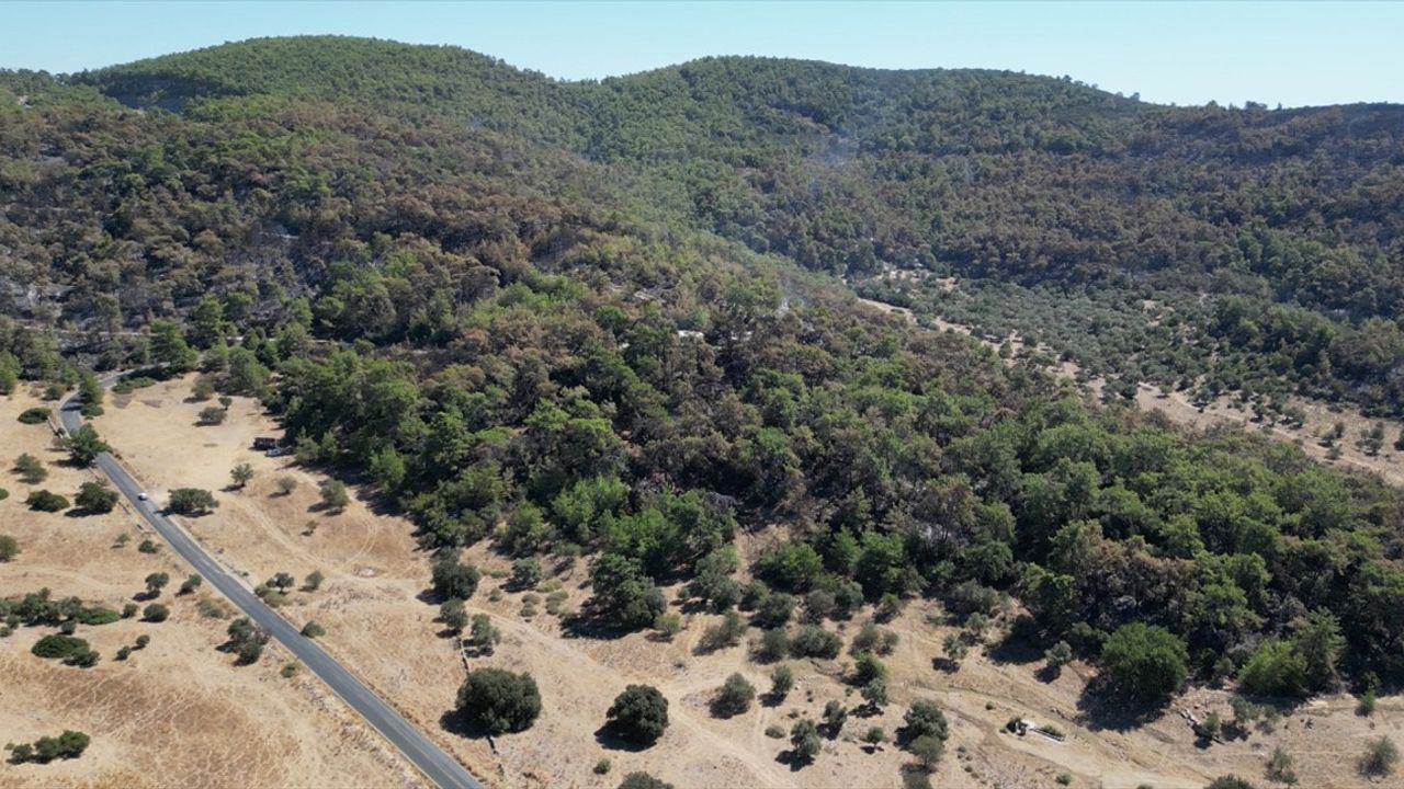 Muğla'nın Milas İlçesinde Süren Orman Yangınına Müdahale Devam Ediyor