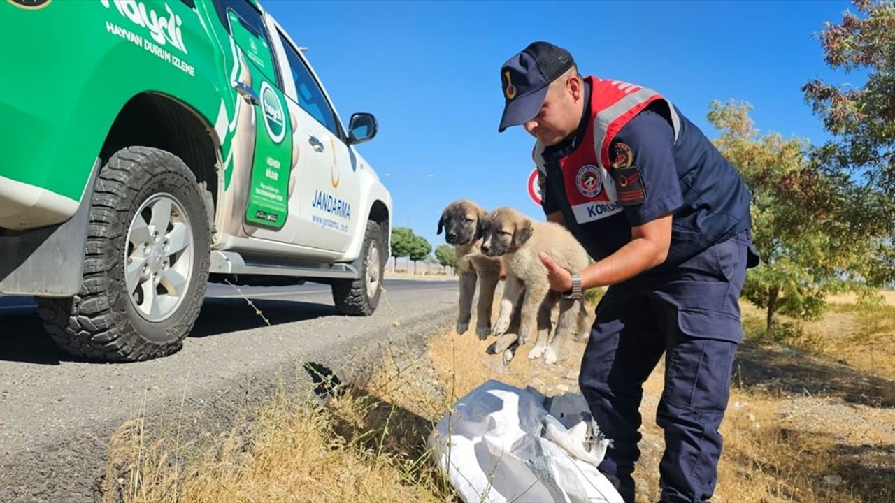 Muş'ta Çuval İçinde Terk Edilen 2 Köpek Yavrusu Barınağa Teslim Edildi