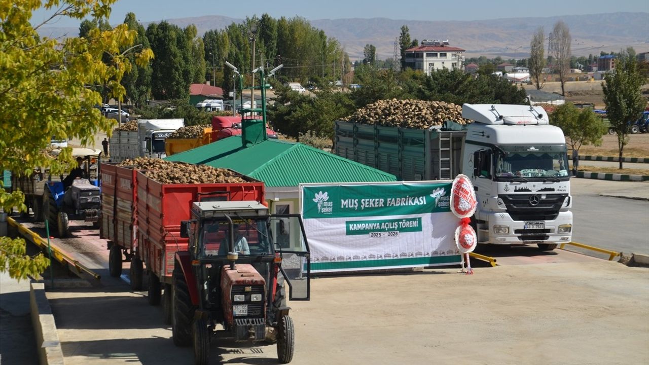 Muş'ta Şeker Pancarı Alım Kampanyası Başladı