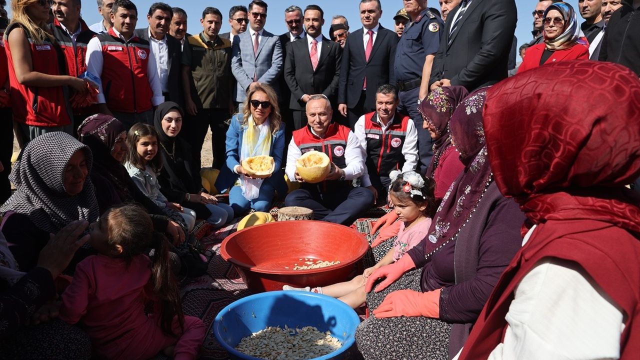 Nevşehir'de Çerezlik Kabak Çekirdeği Hasadı Başladı
