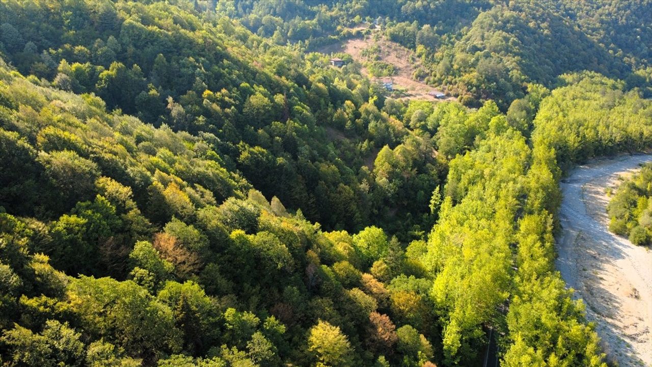 Safranbolu'nun Doğal Güzelliği: Ağaç Tüneli