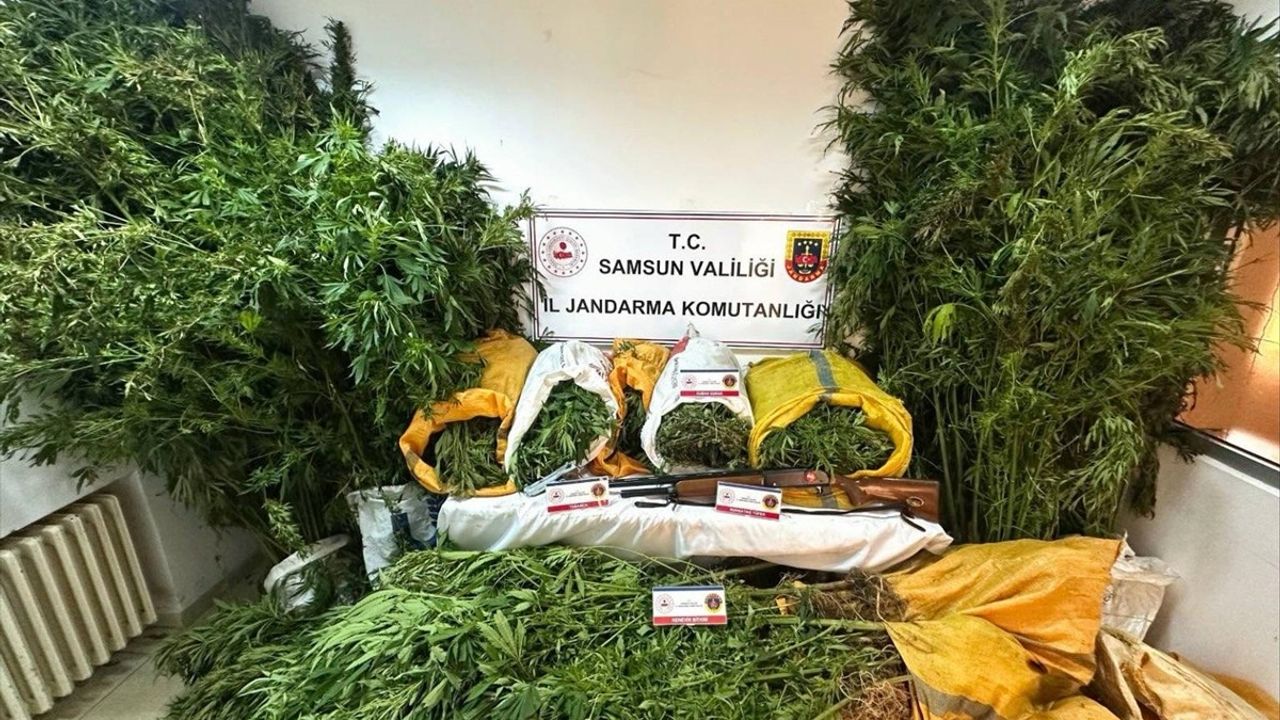 Samsun'da Kenevir Ekimi Yapan Baba Oğul Tutuklandı