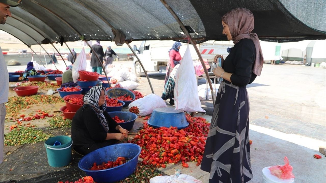 Şanlıurfa'da Mevsimlik Tarım İşçilerine Mobil Sağlık Hizmeti