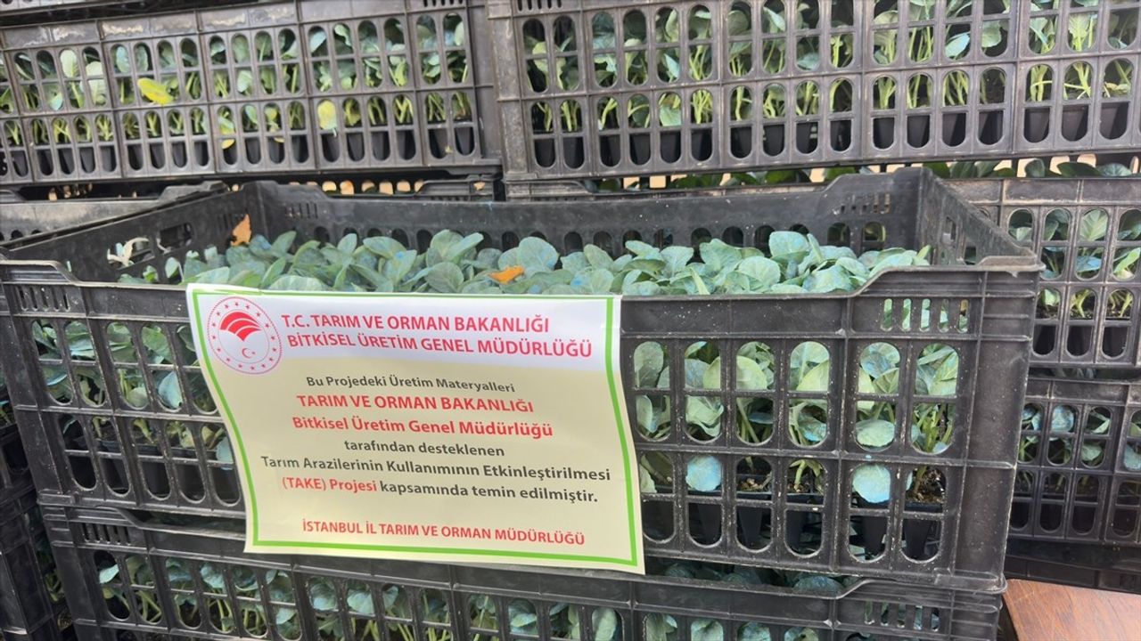 Sarıyer'de Üreticilere Fide Dağıtımı Yapıldı