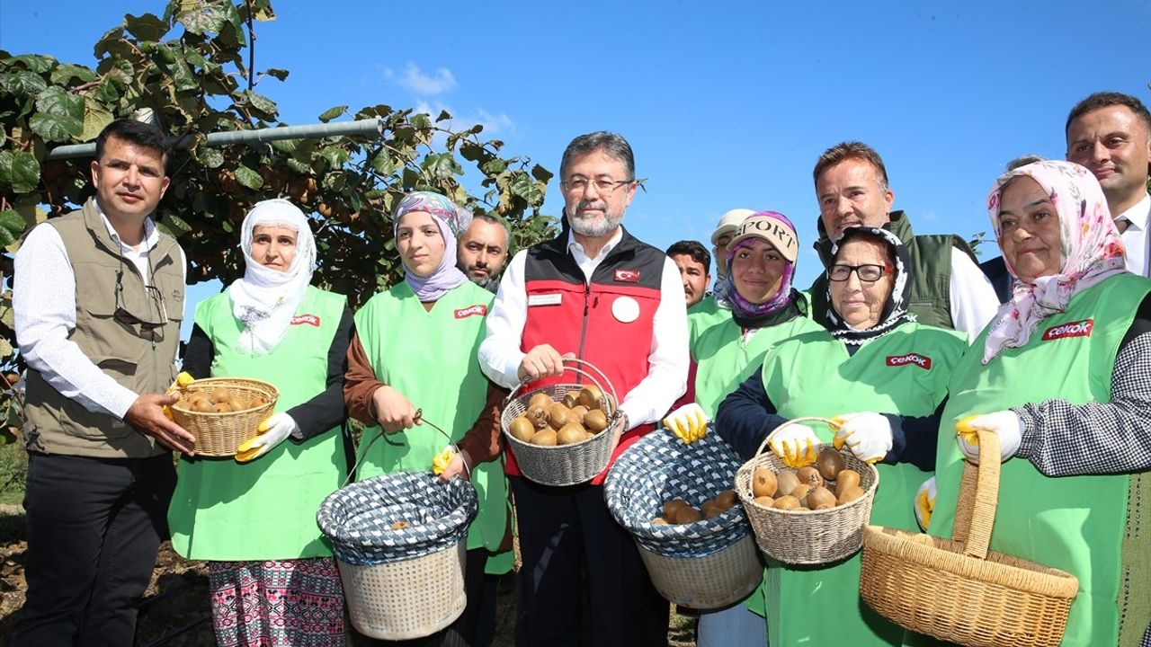 Tarım ve Orman Bakanı Yumaklı, Sakarya'da Kivi Hasadına Katıldı
