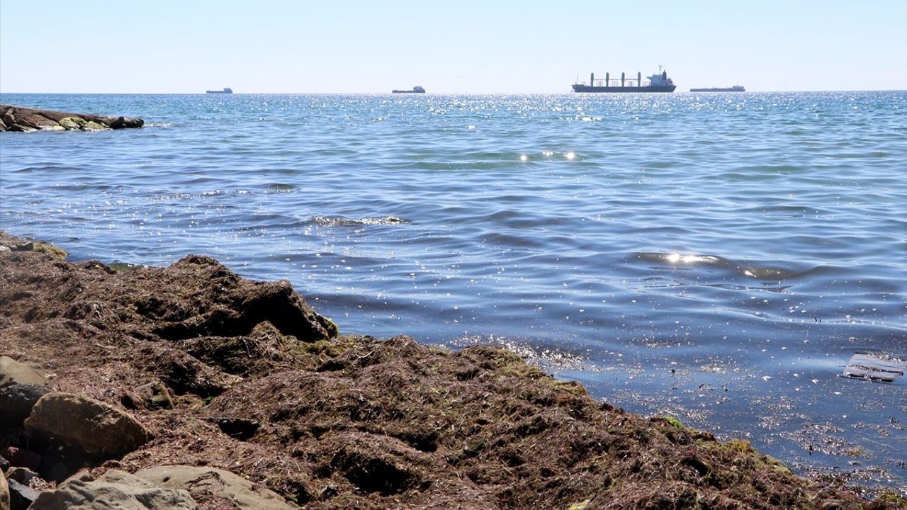 Tekirdağ'da Poyrazın Etkisiyle Kırmızı Yosun Birikti