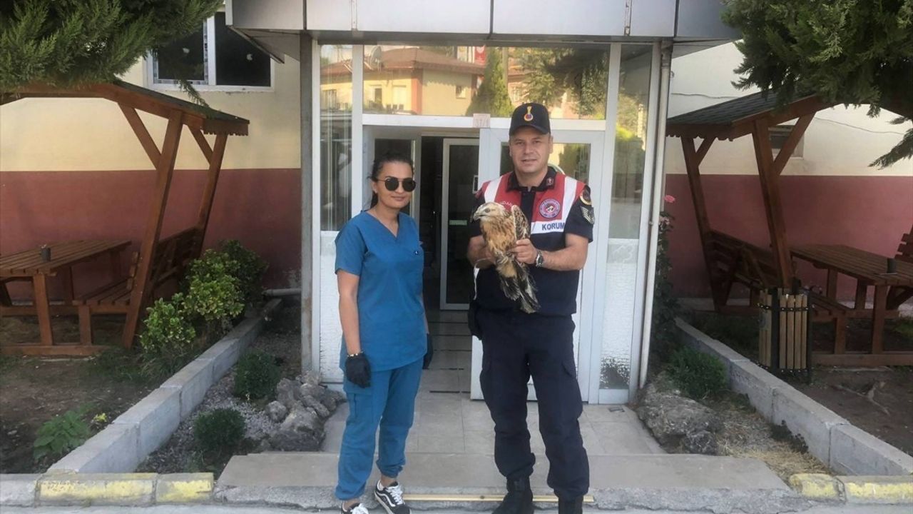 Tokat'ta Yaralı Kızıl Şahin İçin Tedavi Süreci Başladı