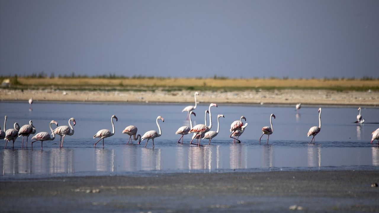 Van Gölü'ndeki Kuraklık Flamingoları Etkiliyor