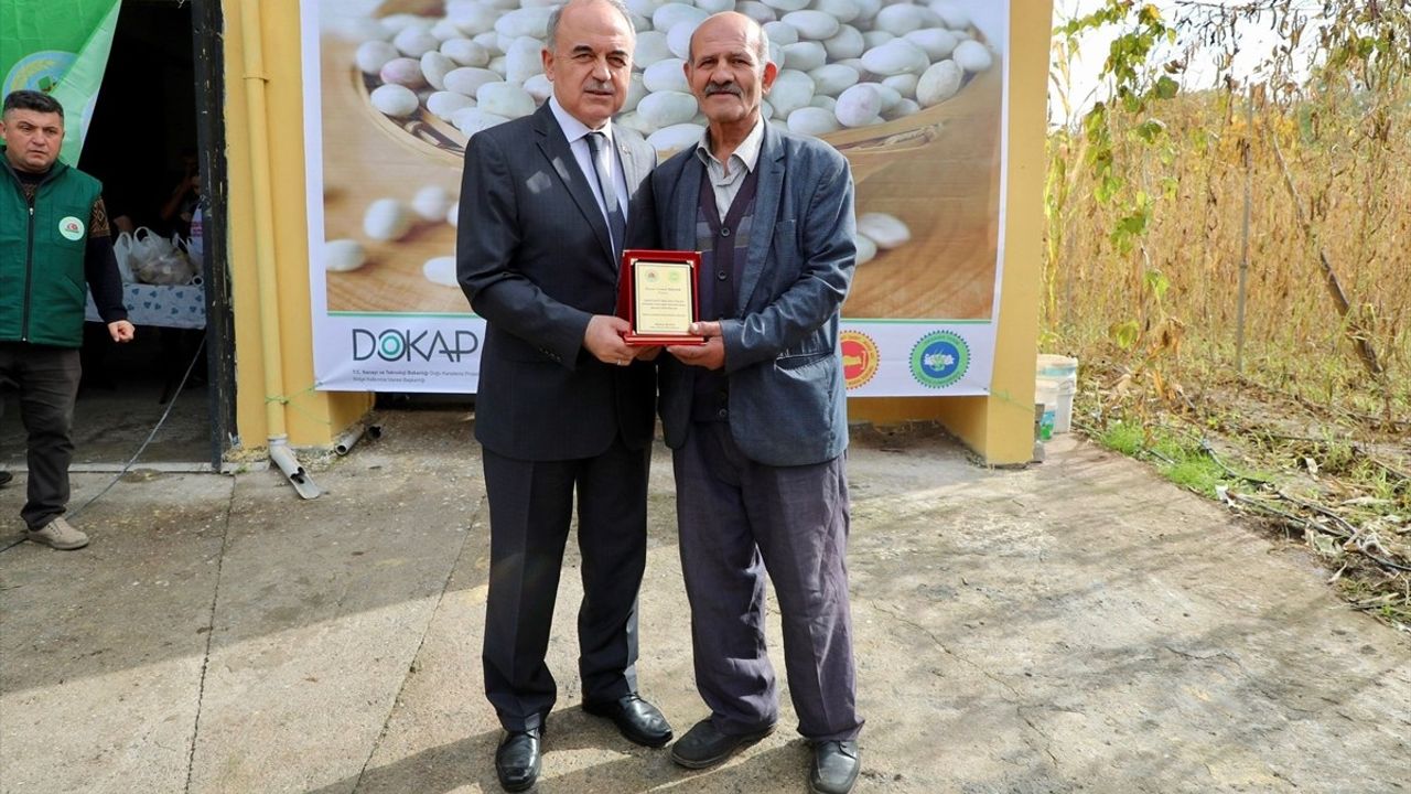 Akkuş Şeker Fasulyesinin Hasadı Başladı