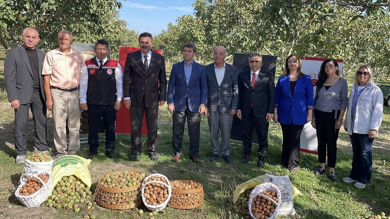 Amasya'da Ceviz Hasadı Devam Ediyor