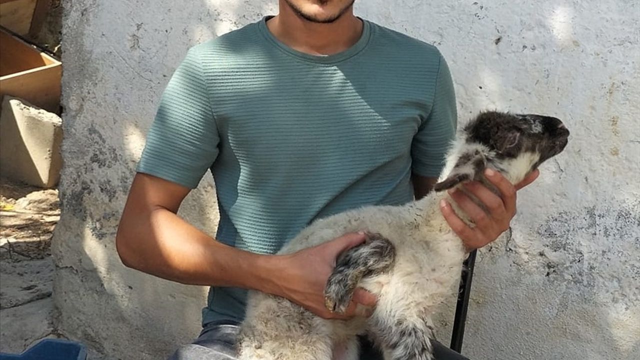 Antalya'da 5 Ayaklı Kuzu Doğumu