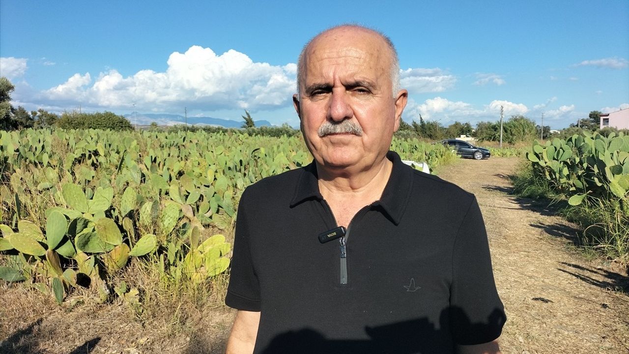 Antalya'da Dikenli İncir Üretimi Artıyor