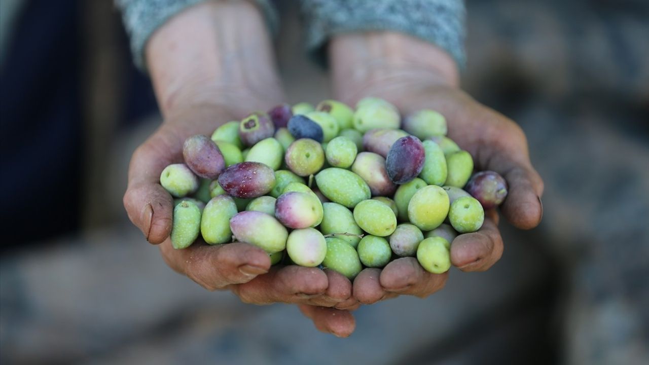 Antalya'da Zeytin Üretimi Artıyor: Coğrafi İşaretli Ürünlerle Geçmişe Dönüş