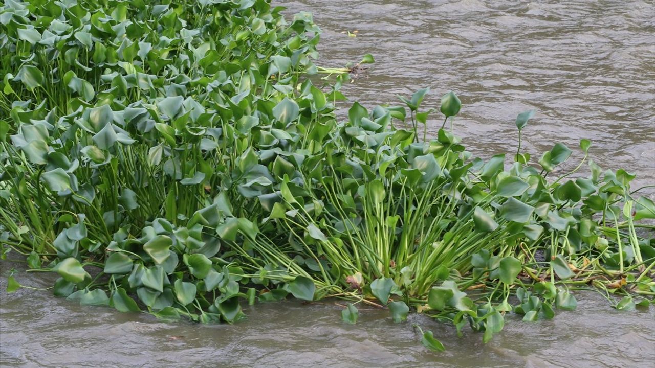 Asi Nehri'nde Su Sümbülleri Yeniden Görüldü